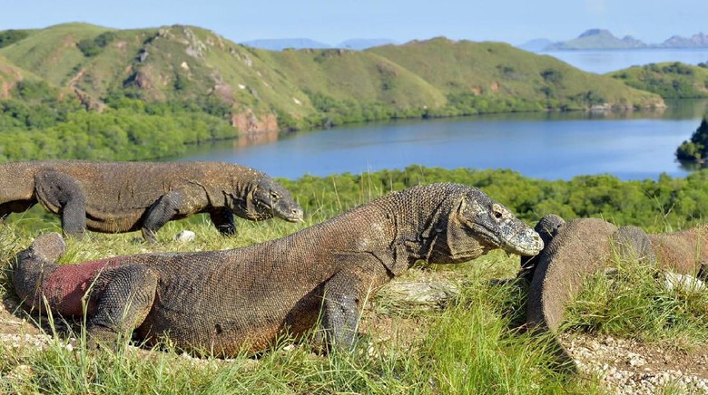Pulau Komodo dan Konservasi Satwa Langka di NTT